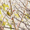 まだまだウメジロー