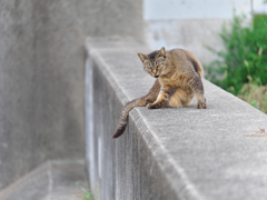 久しぶりだにゃあ