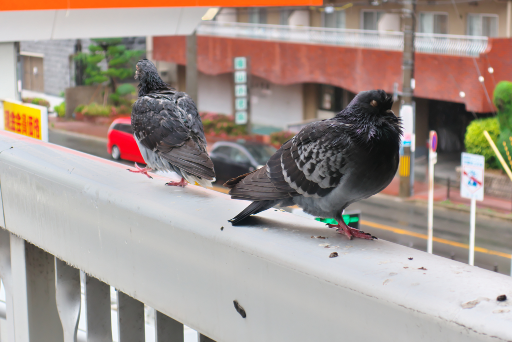 雨