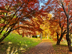 晩秋の散歩道 Ⅵ