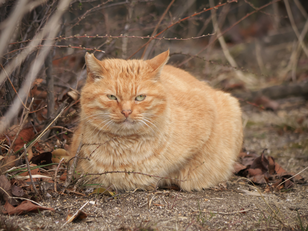 今日はねこの日