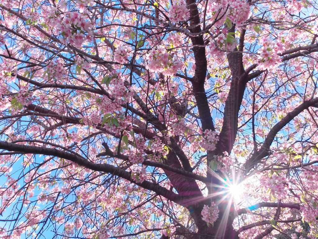 師走の桜