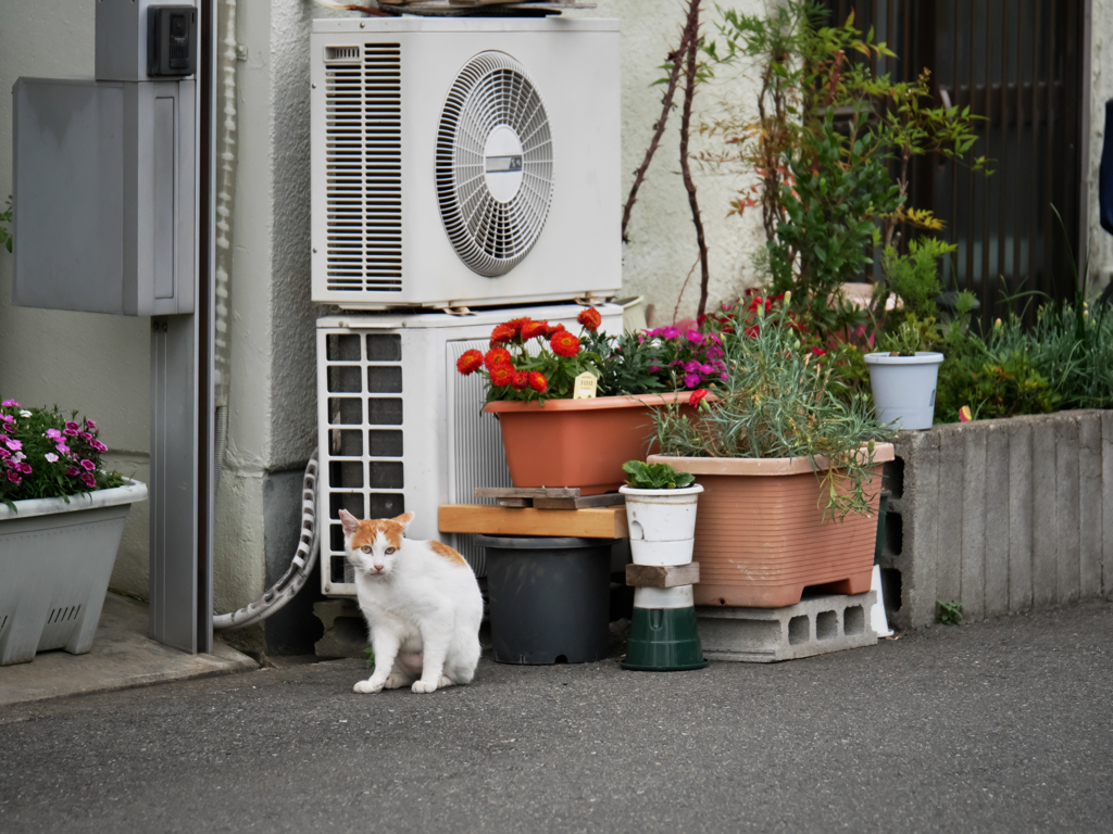 街角のぬこさん