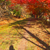 紅葉散歩