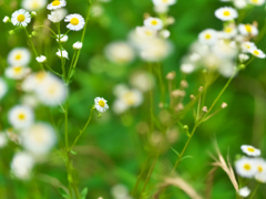 小花寂し
