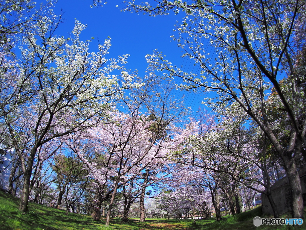 花園