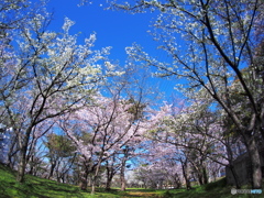 花園