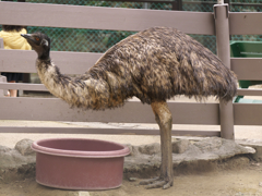 エミューさん