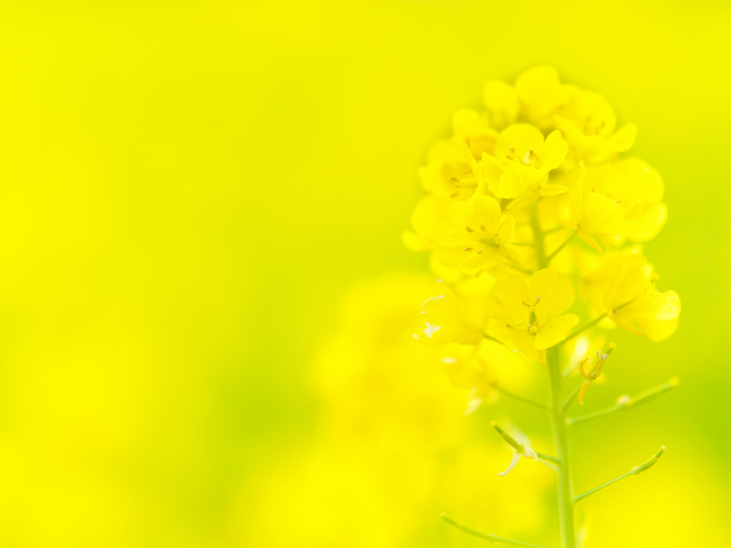 Spring Yellow 2024