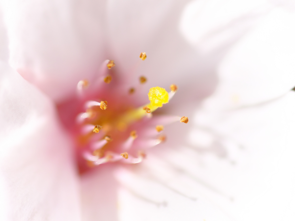 桜の花でいっぱいの写真