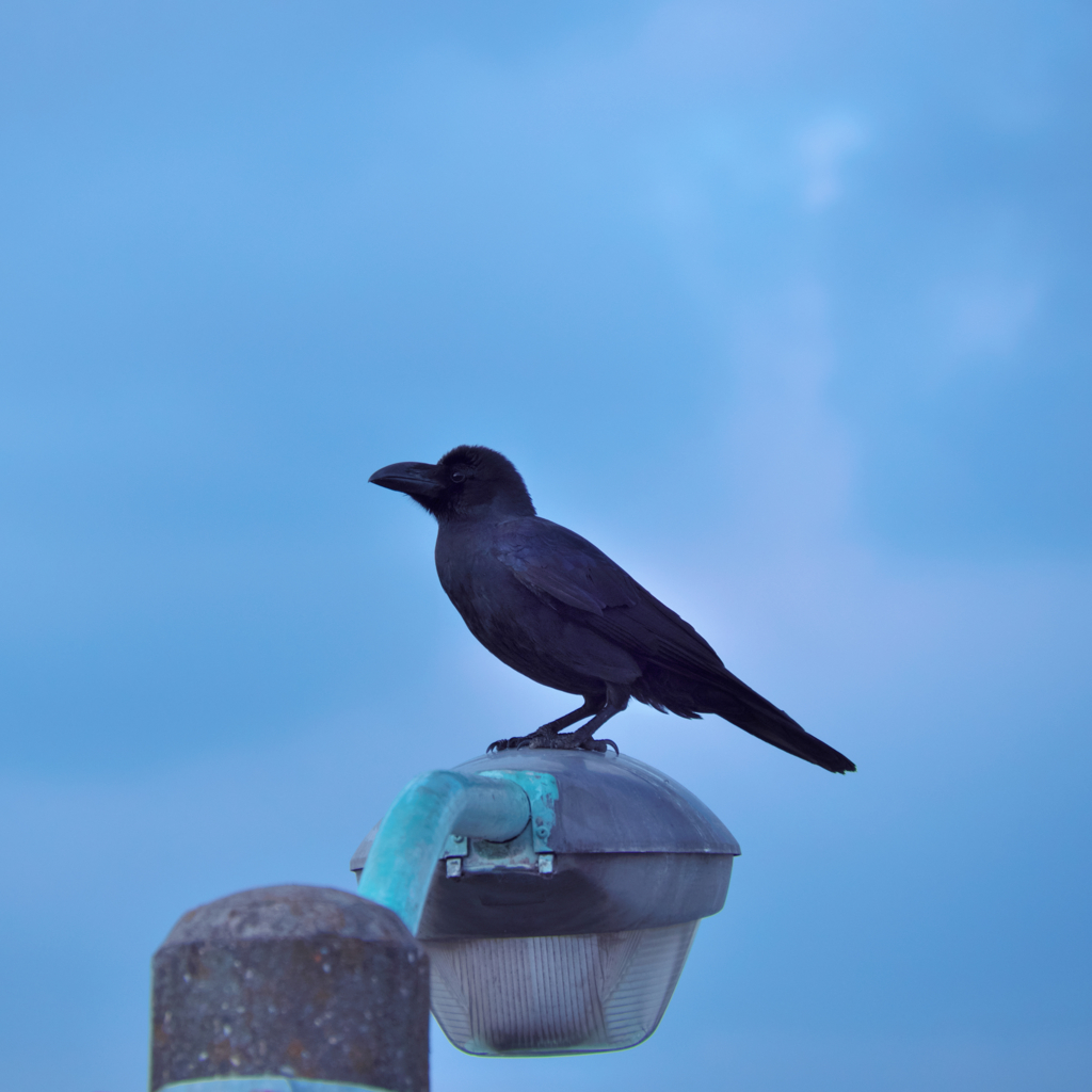 何思ふ