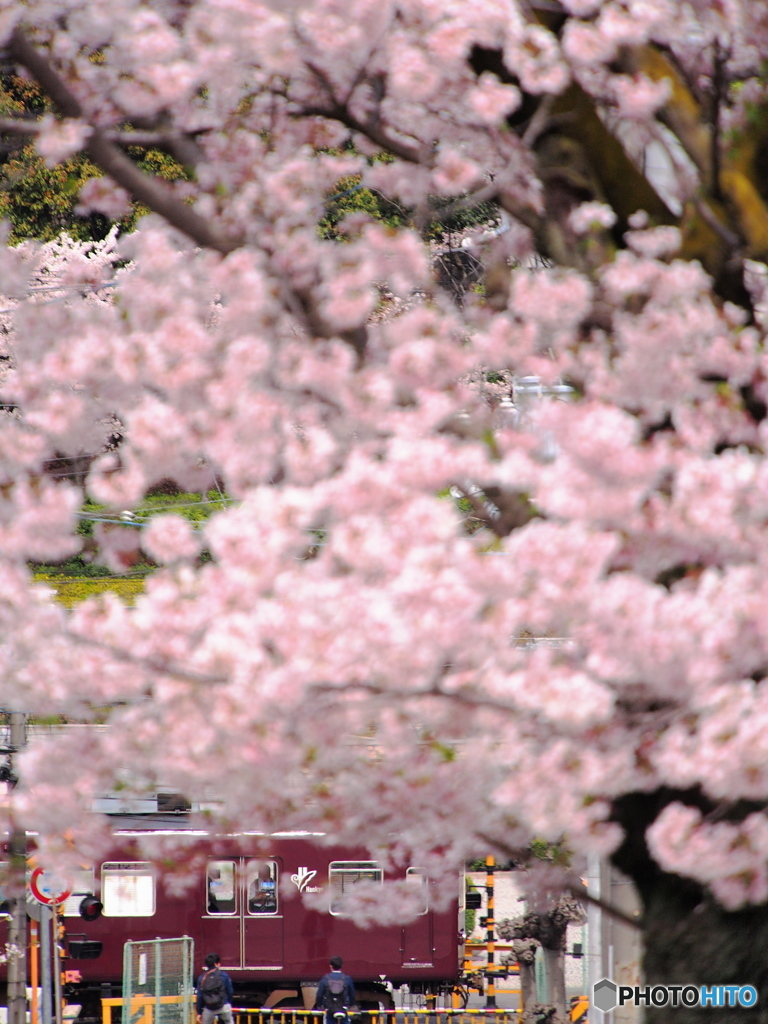 桜咲く坂より