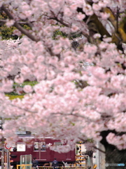 桜咲く坂より