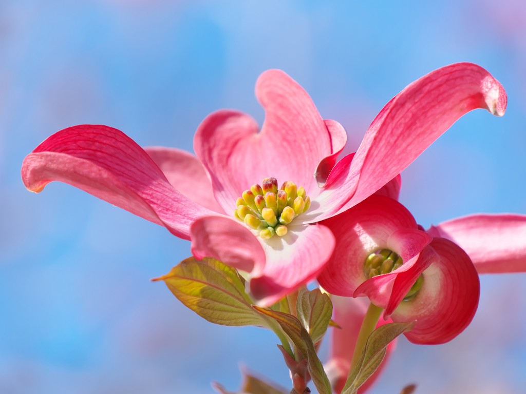 花見好き……