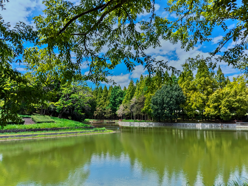 真夏の公園