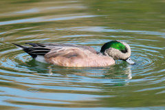 はぐれ水鳥純情派