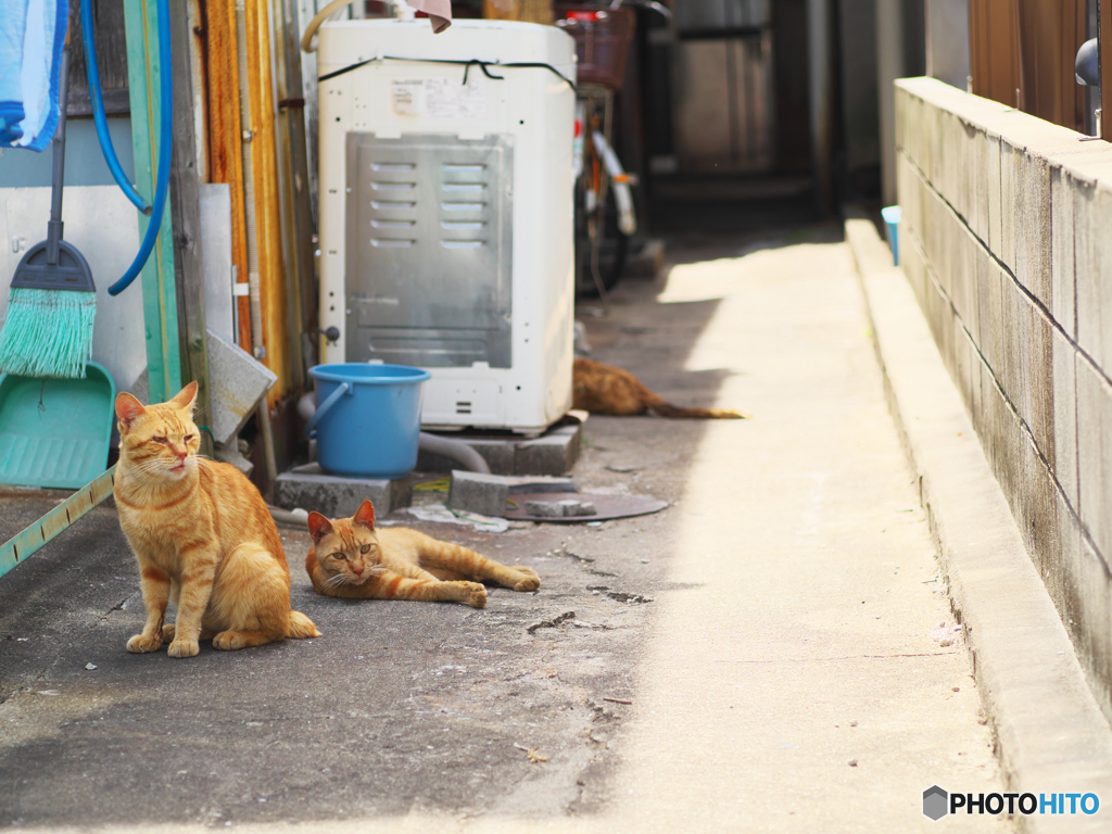 ねこだまり