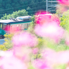秋桜に頬染めて