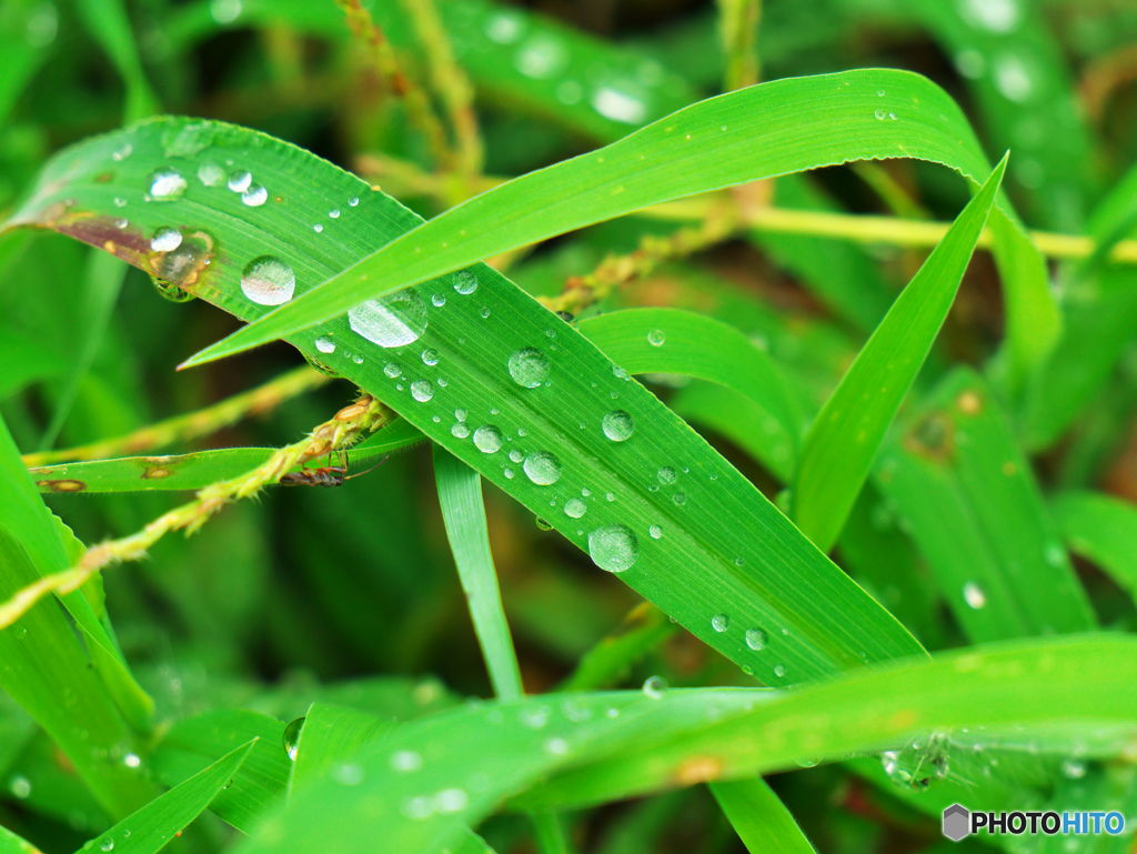 雨上がり