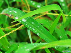 雨上がり