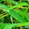 雨上がり