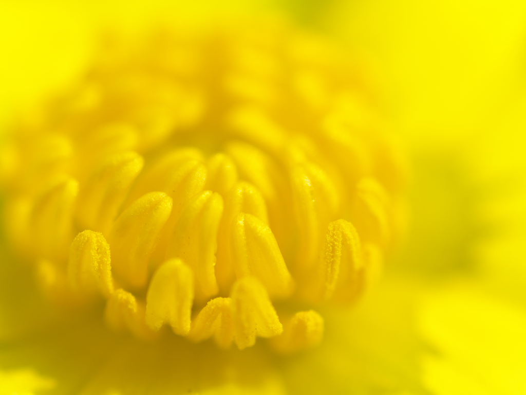 Spring Yellow 2023 Ⅱ