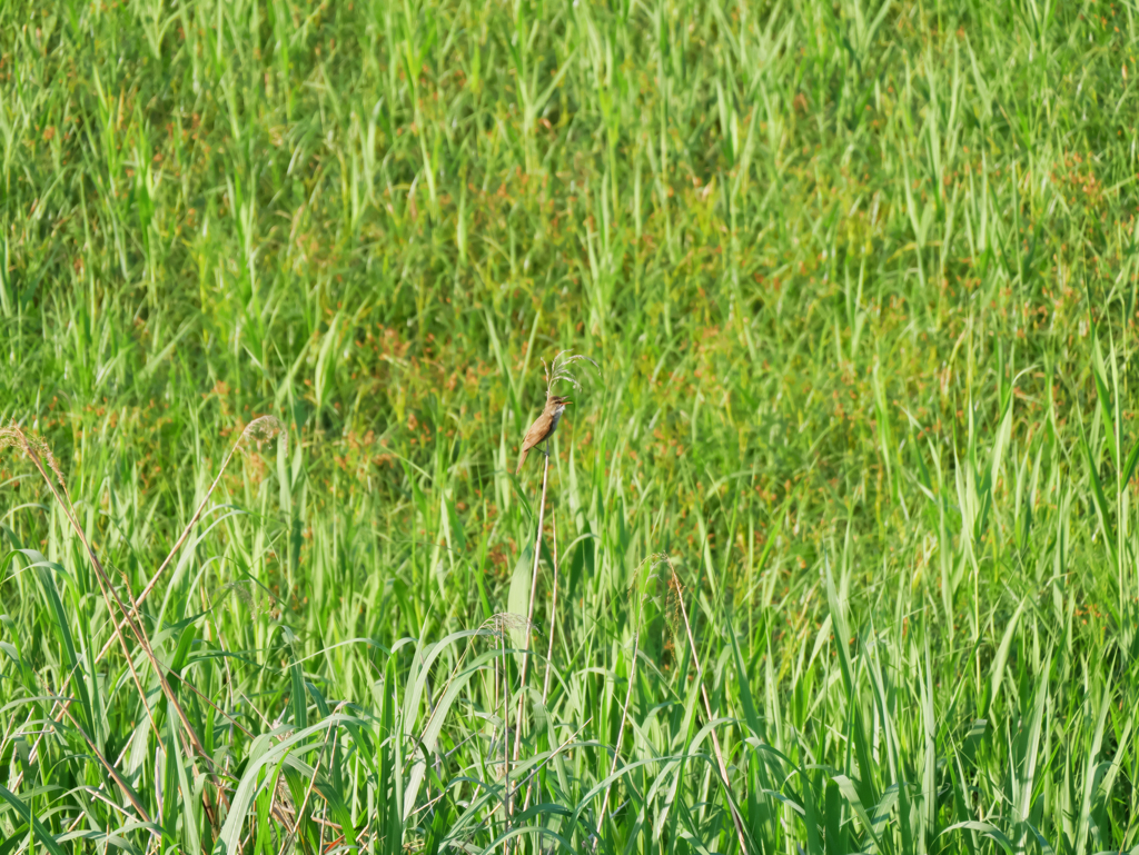 淀川野鳥リサイタル
