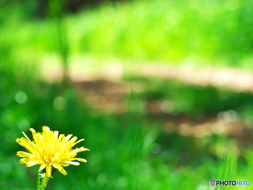 Dandelion