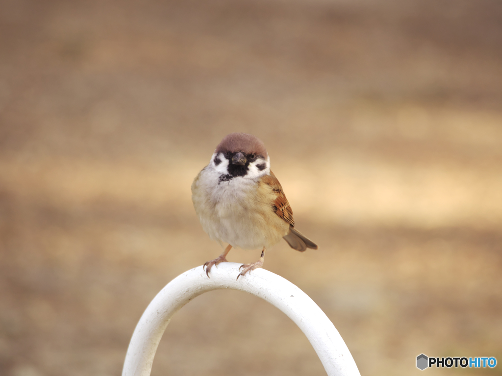 カメラ目線ですが、何か？