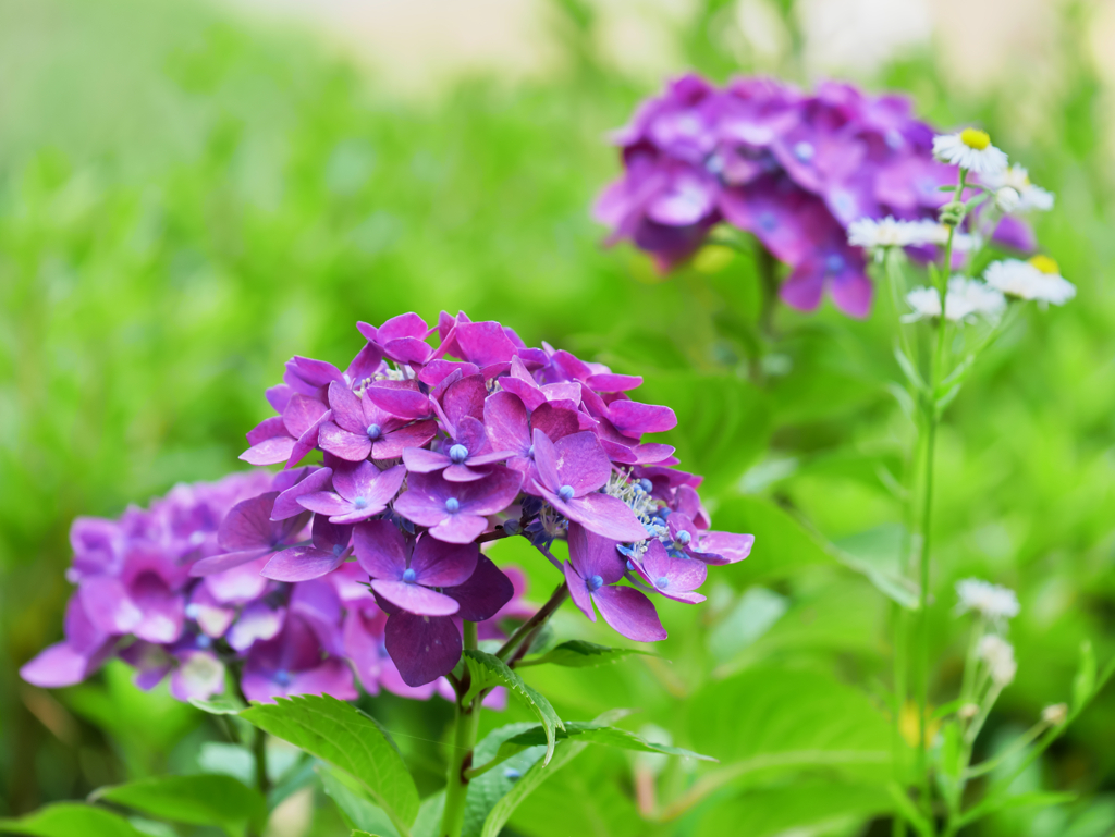 まだまだ紫陽花