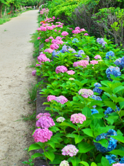紫陽花の散歩道