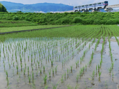 田んぼを征く