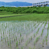 田んぼを征く