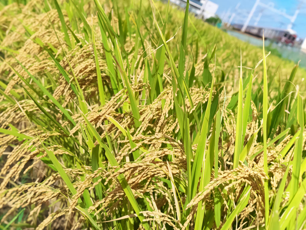 実り　2019