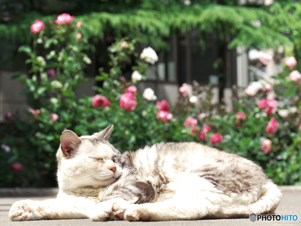 Bed of Roses
