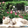 Bed of Roses