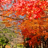 師走の紅葉 Ⅲ