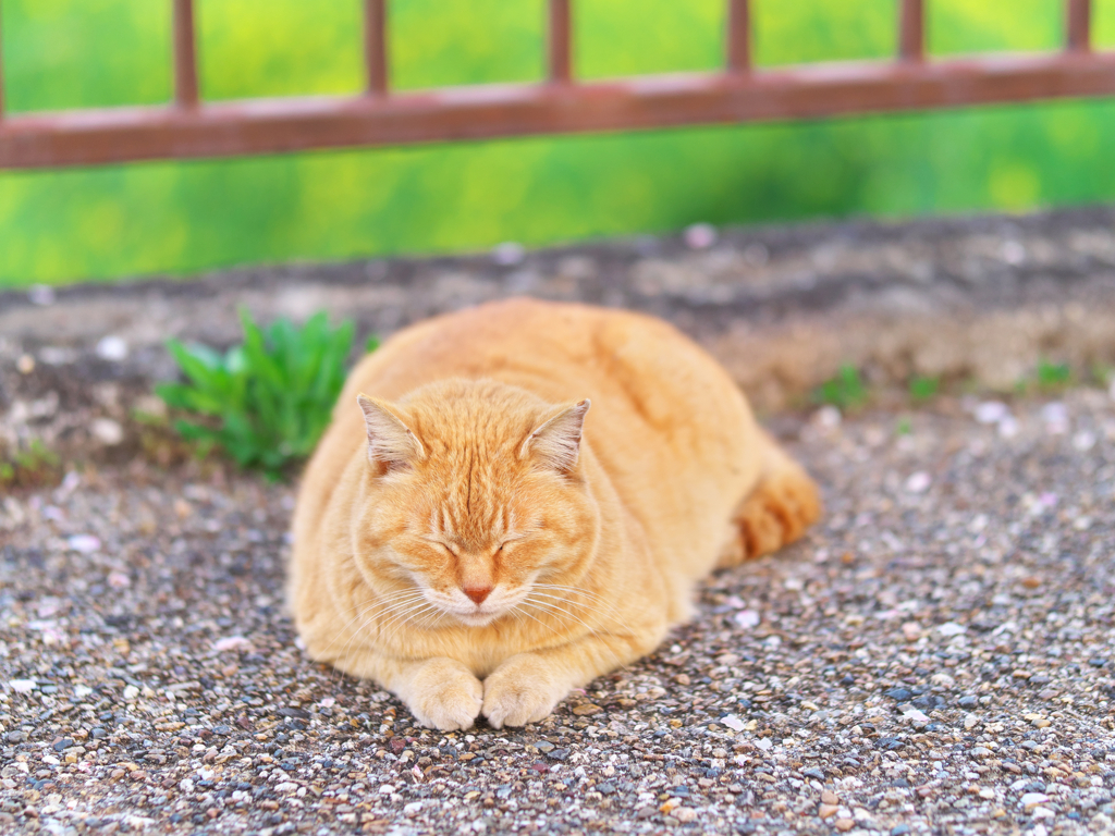 伏してお願い申し上げ奉りまする