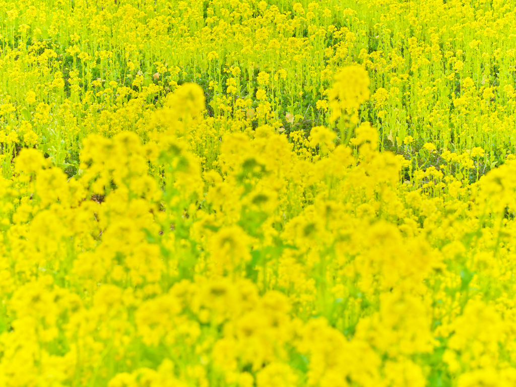 菜の花畑