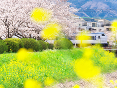 春風はるか