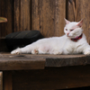 猫宮大社 Ⅳ