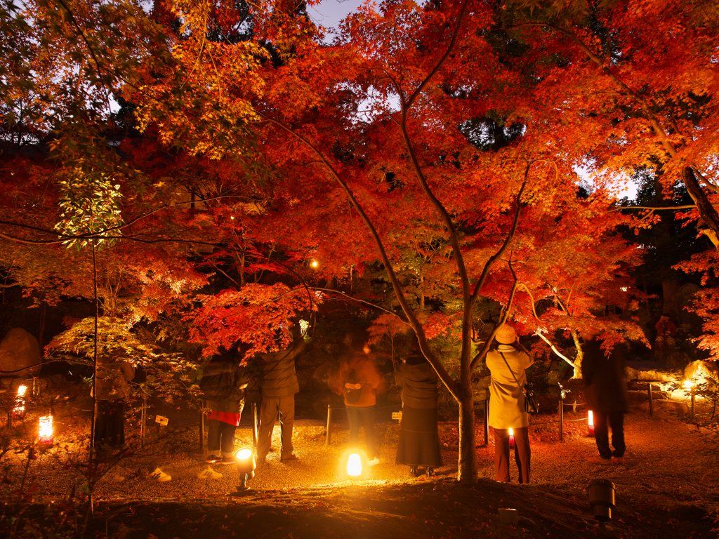 紅葉を愛でる人たち