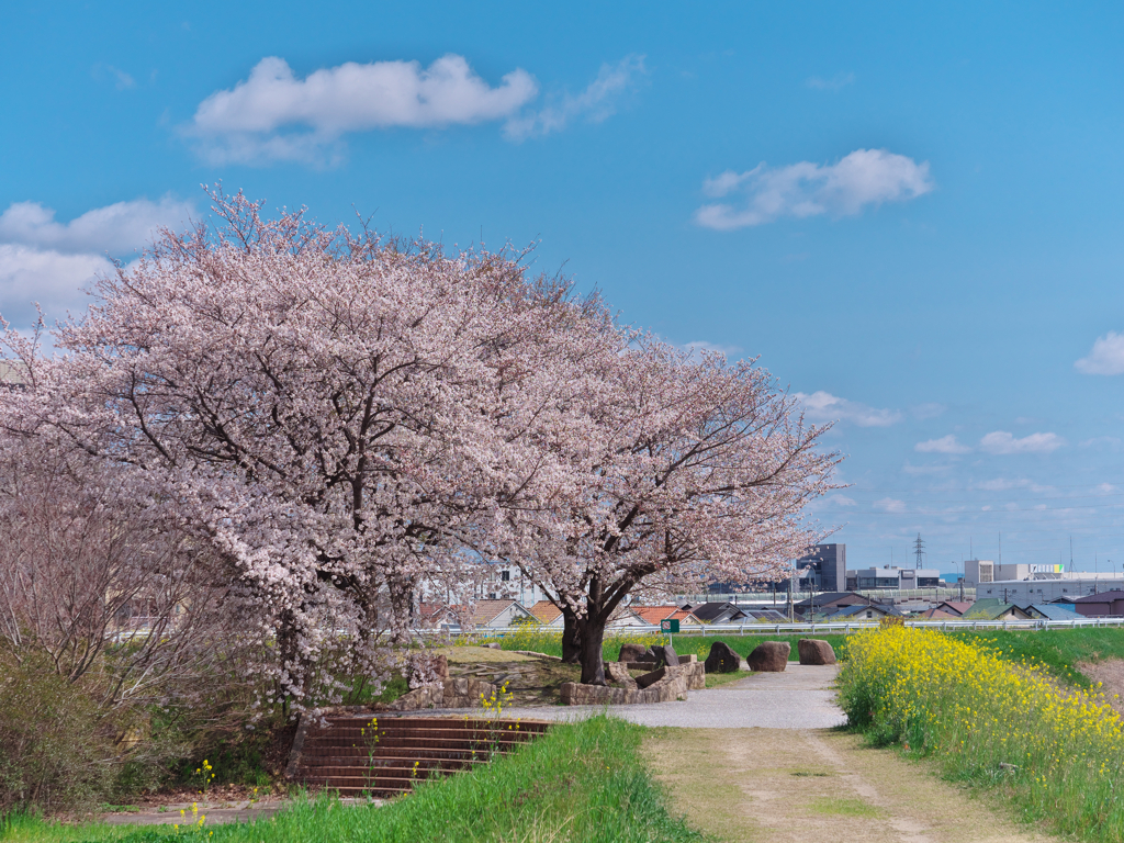 青空と桜と