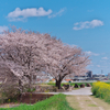 青空と桜と