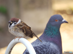 公園ありふれたツートップ（再掲）