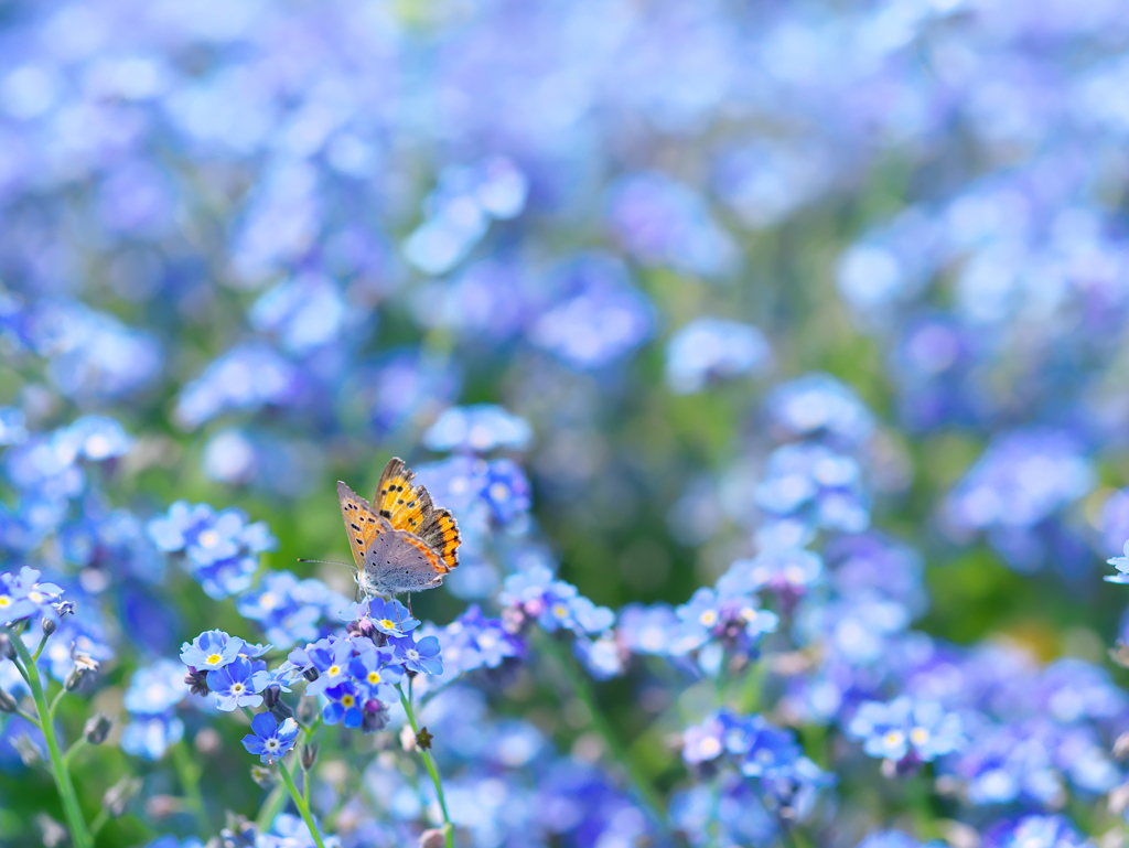 Forget-me-not
