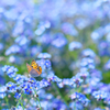 Forget-me-not