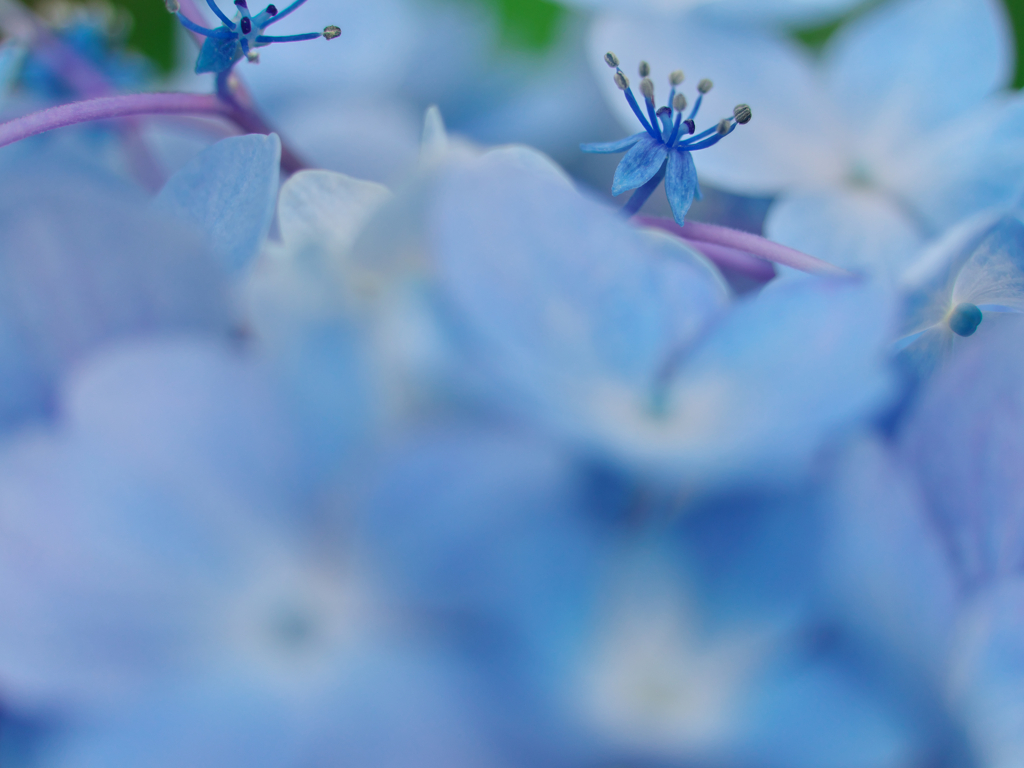 あじさいの花