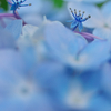 あじさいの花