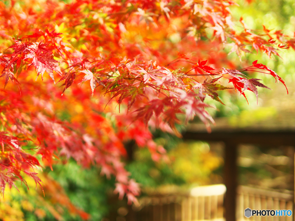 濡れ紅葉